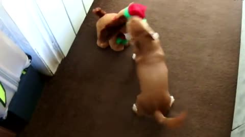 Excited doggo acting silly in front of singing toy dog