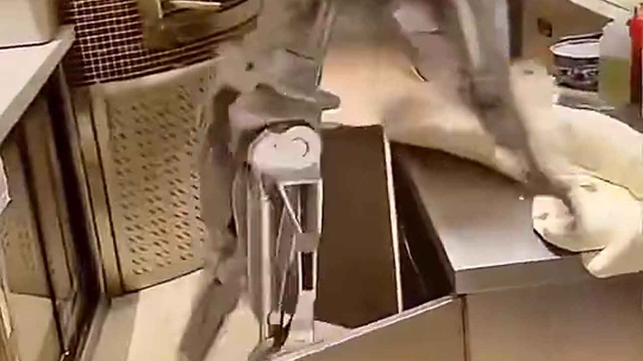 The pizza robot