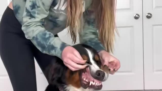 If you have a dog, they NEED to be ok with this