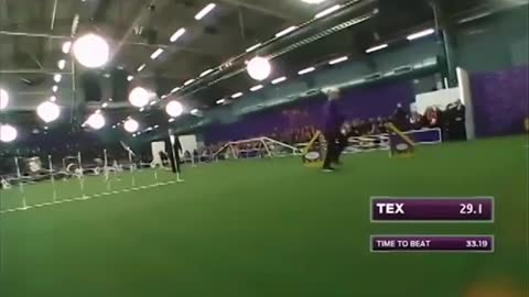 Train your dog at home