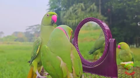 Funny parrot talking video