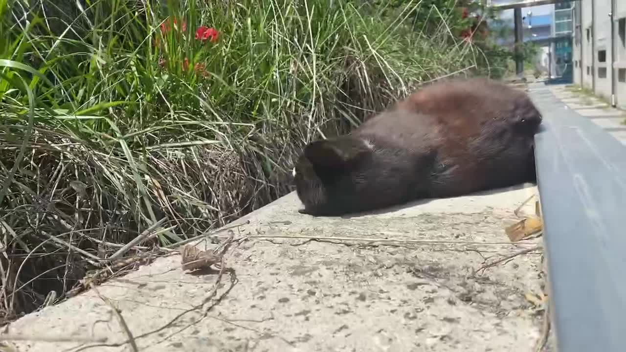 a cat enjoying a drowsy afternoon