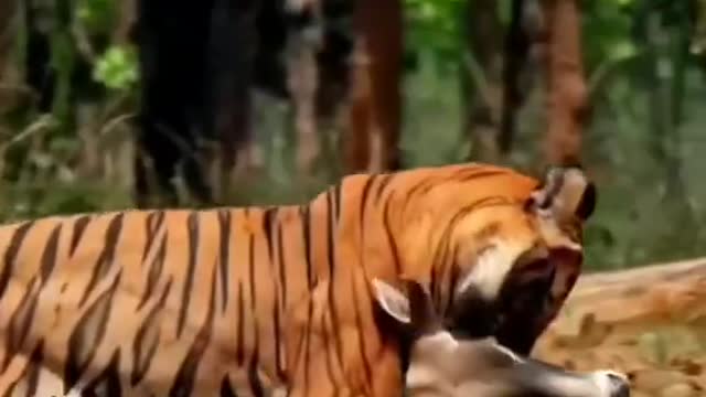 South africa forest tiger hunting