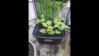 Bean bucket on the Deck