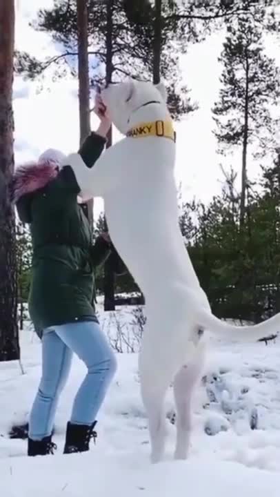 The American Eskimo dog