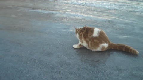 Cat slips on ice