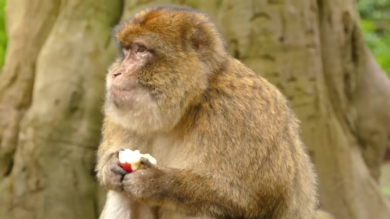 How monkey eat with his funny hands