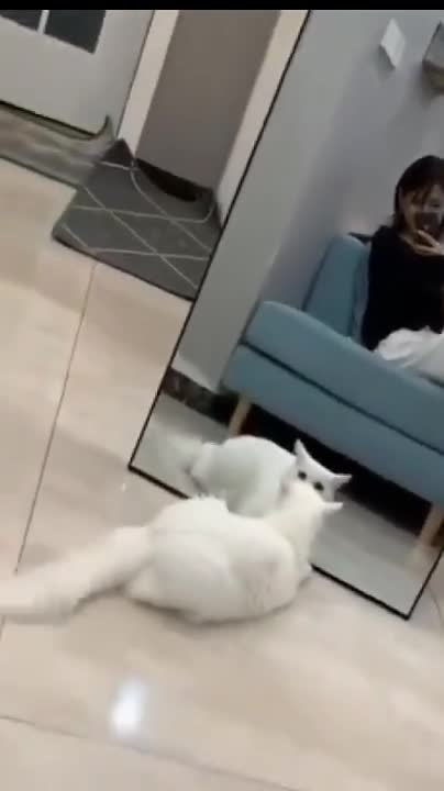 The beautiful funny moment of life with babies of cats and dogs