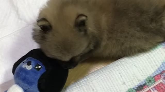 Puppy playing with Kakao Friends Neo doll