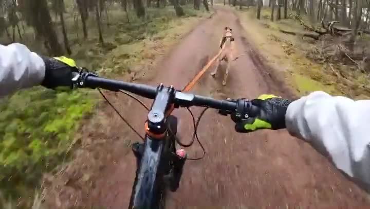 My cycling companion is a greyhound 🐶🚲