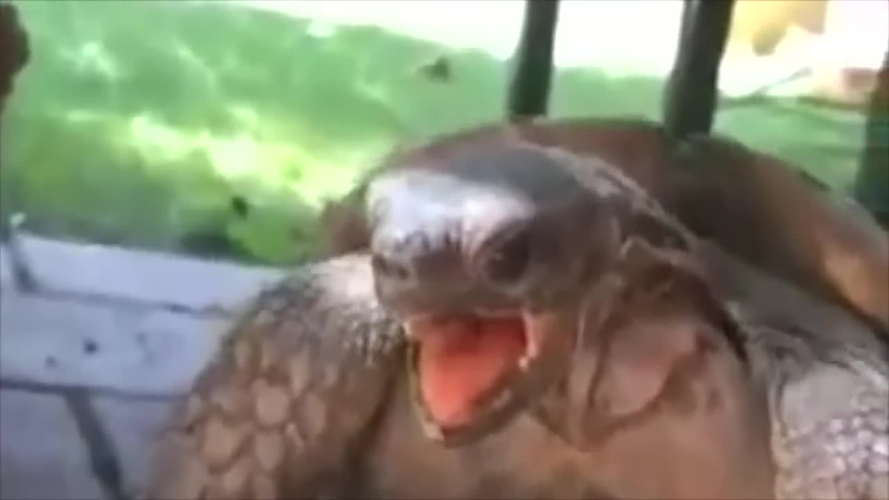 Funny_Turtle_Vine,_Panting