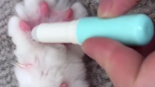 cute kitten