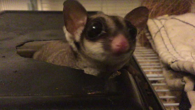 Cute Sugar Gliders