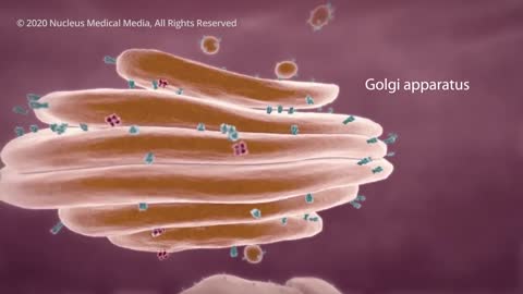 COVID -19 Animation.What Happens if you get Coronavirus