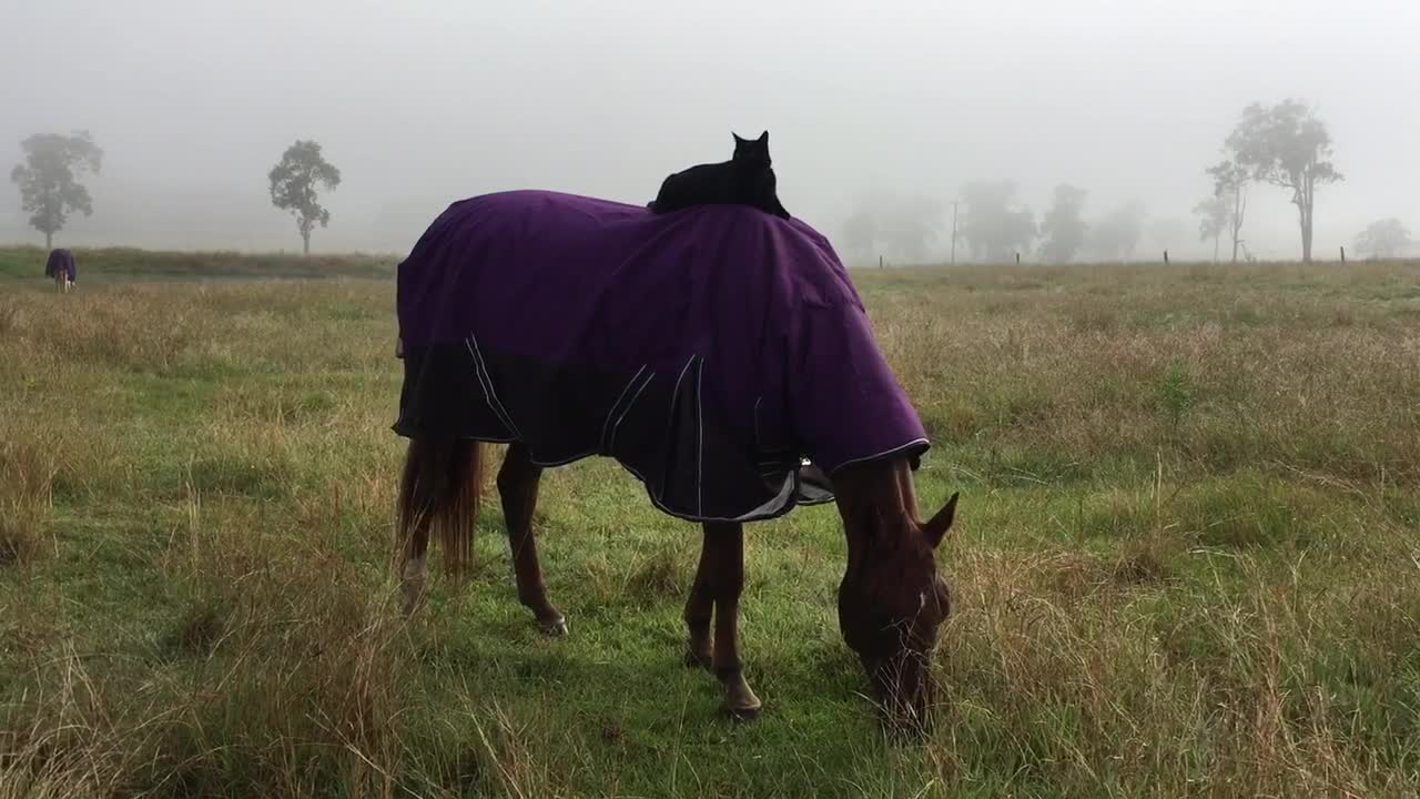 Sunday morning horse ride