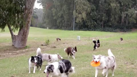 20_HD_Cute_Dogs_Videos_|()(720p)