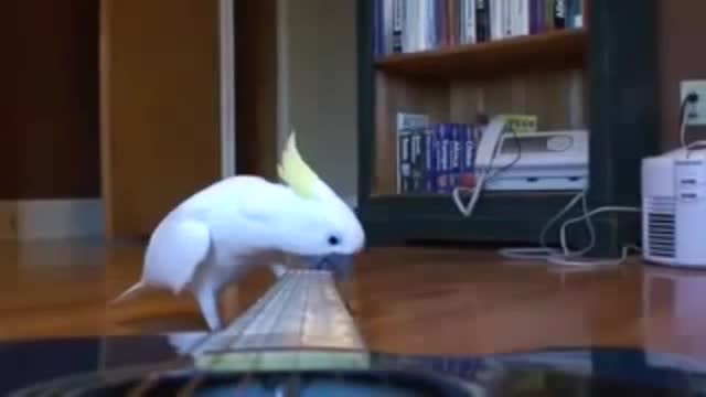 Funny Bird Videos _ Birds Vs Instruments _ Parrots Play Guitar 😉