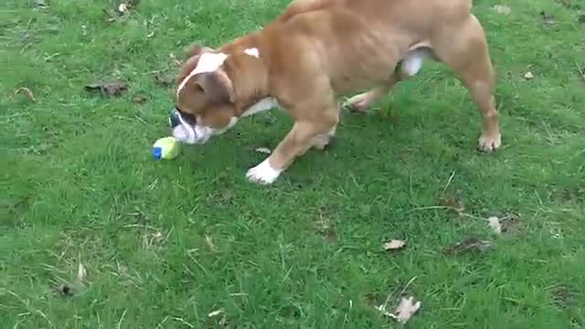 English Bull Dog Lovely Colin(360P)