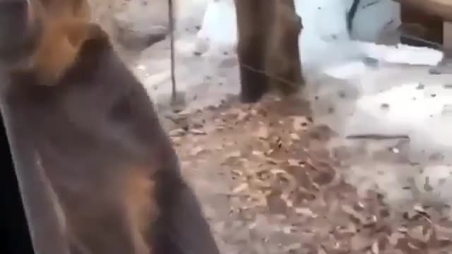 cute bear behavior