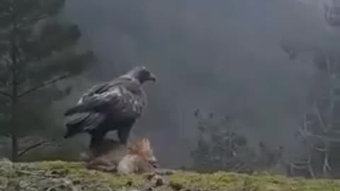 eagle taking his game away