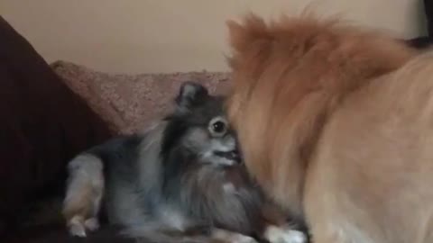 Little furry brown dog spins around on couch