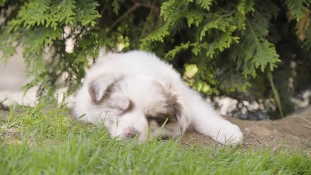 A cute little puppy sleeps under a tree - closeup