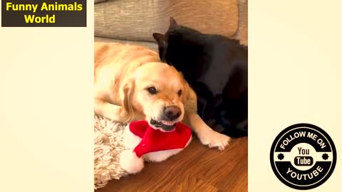 Funny videos of doggies