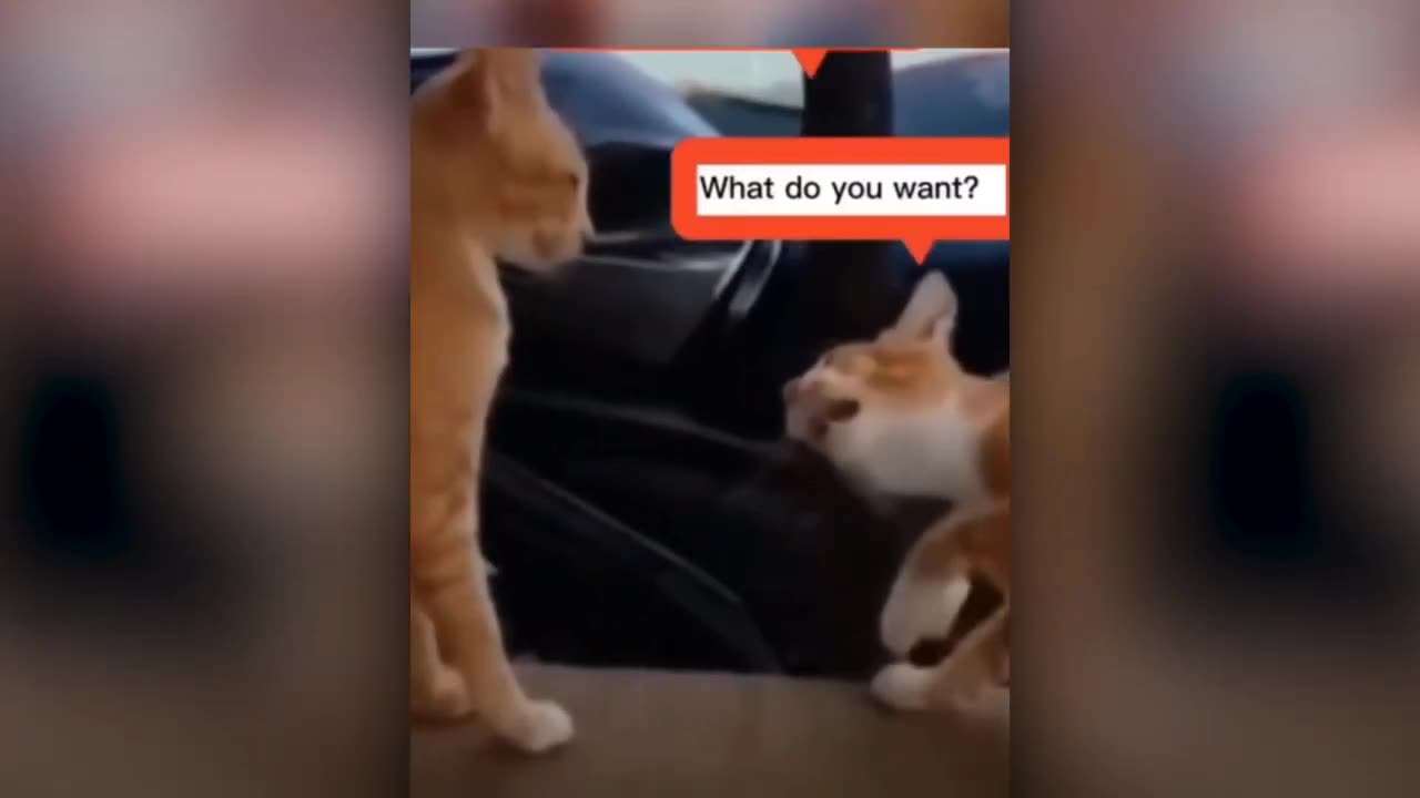 Funny Animal videos #9! 🤣