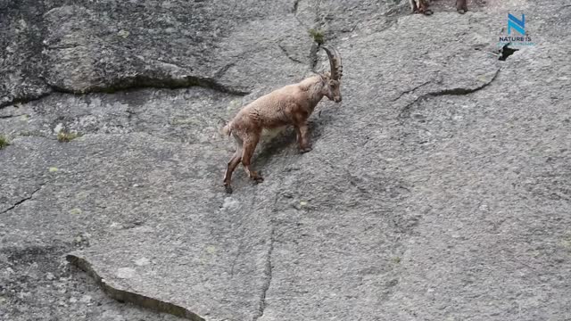 Mountain Climbing Goats