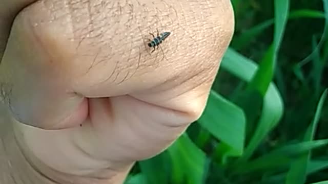 Insect attacks on wheat 🌾