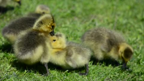 Baby Geese Wrestling... SOOOO CUTE!!!!!!!!!