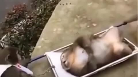 Monkey rescue squad 😂.| Funny monkey videos.#pets #monkeys #animals #funny