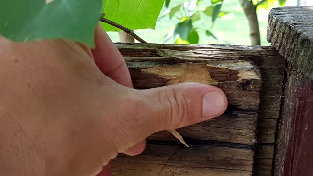 Fearful giant hornet collects wood