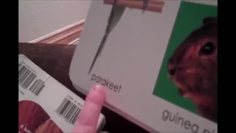 parakeet