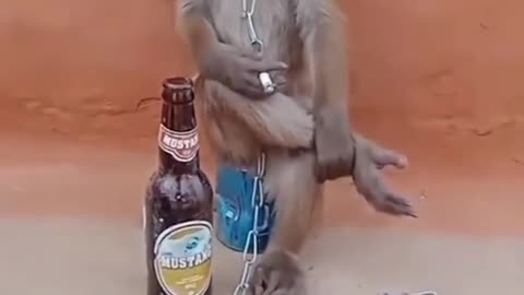 Monkey 🐒🐒 funny videos