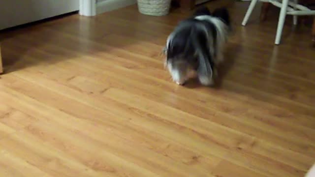 Shihtzu Puppy Playing Fetch With Her Ball