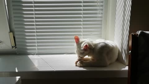 cat cleaning himself