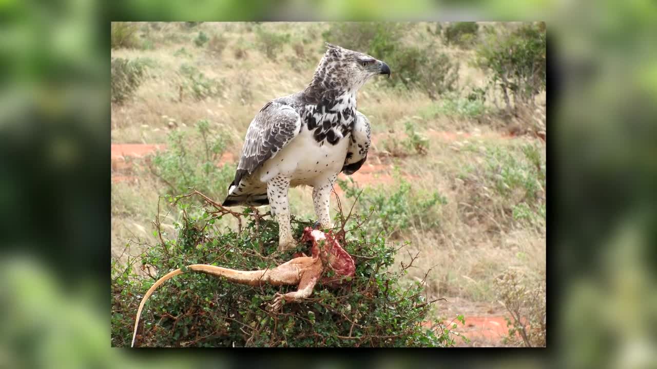 Curiosidades sobre as aguias:são muito misteriosa