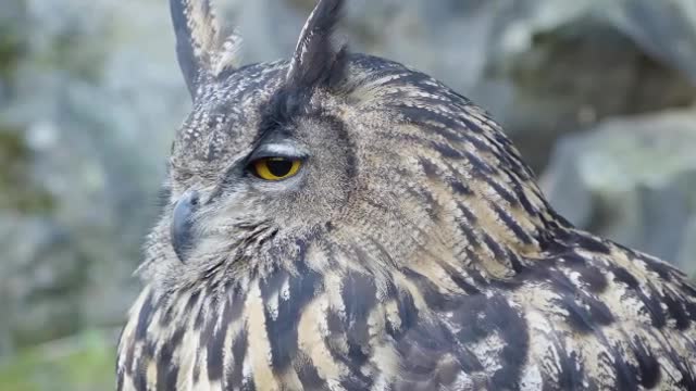 What's the difference between a long-eared owl and an owl? Fierce?