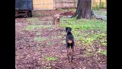 Sneak attack Doberman's