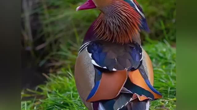 beautiful birds