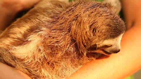 Holding a baby 3 toed sloth