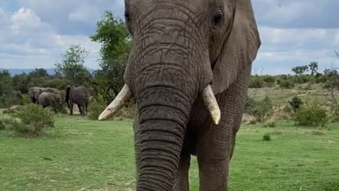 Does every elephant have long tusks?