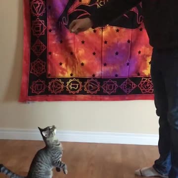 Epic cat jump