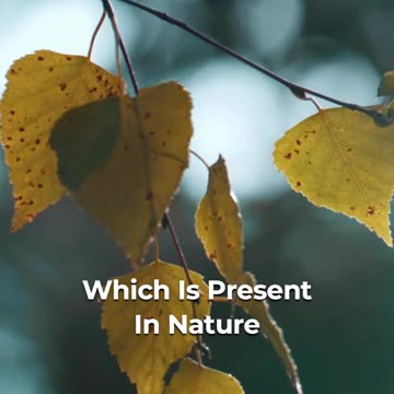 🔬 PhA: Nature's Carbon Storehouse! 🌱