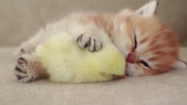 A kitten sleeps and plays with a chicken