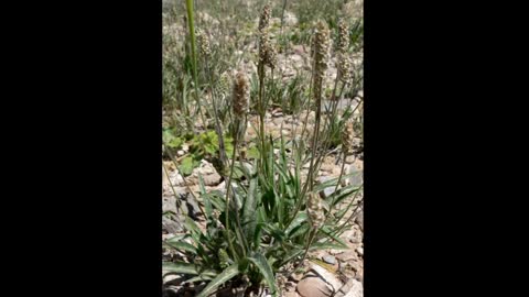 Psyllium ( Plantago ovata ) serve para colesterol alto e prisão de ventre