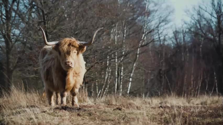 Highland Vacas Vacas Gado Escócia Mamífero Chifres