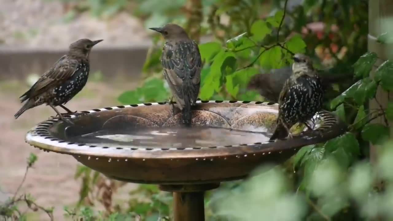 Things you known to about STARLING