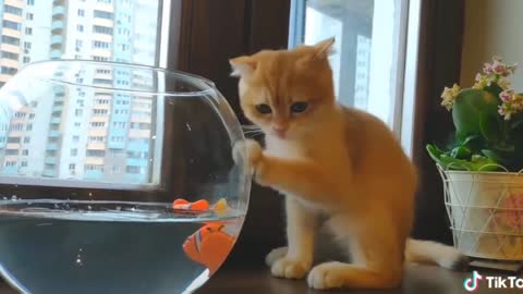 😍 Adorable cute pets compilation🥰